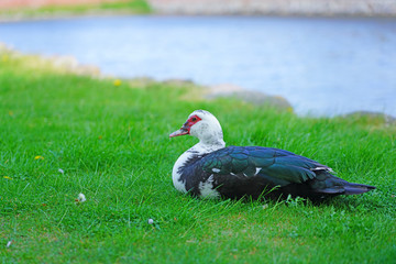 A duck with white neck and red beak sitting on the grass in Denmark