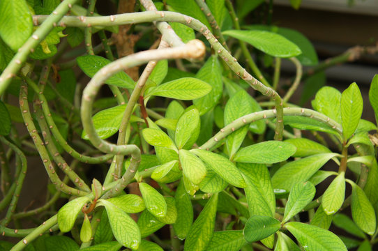 Synadenium grantii or euphorbia umbellata plant