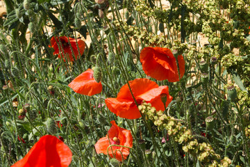 maki polne © katherine_gee