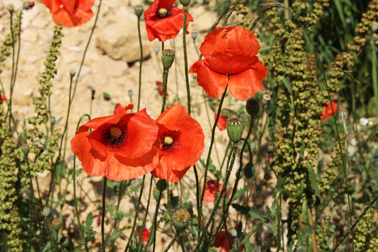 Fototapeta maki polne
