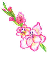 Naklejka na ściany i meble Hand drawn, watercolor gladioluses
