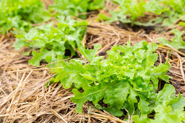 Green lettuce plants in organic garden.