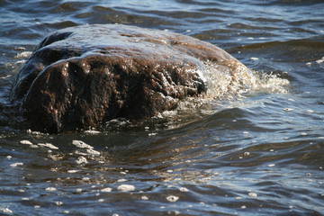 Fototapeta premium Findling im Meer