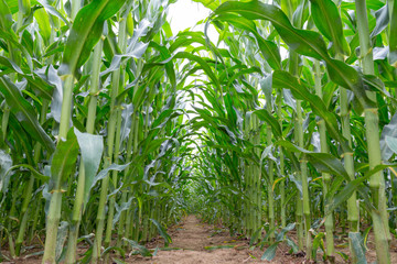 inside a corn field