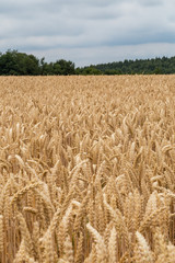 wheat field