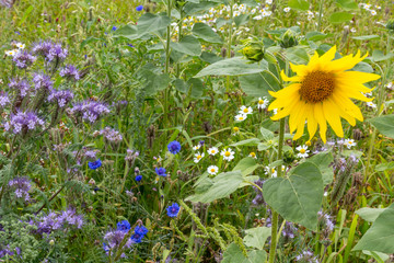 phacelia field for ground protection and bee food