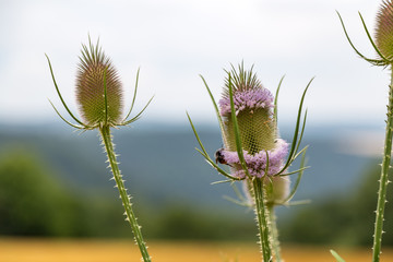 Obraz premium thistle with bee visitor
