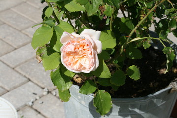 rosa Rose auf der Terasse