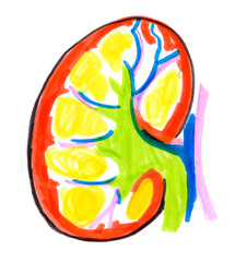 Abstract scheme of human kidney painted in highlighter felt tip pen on clean white background