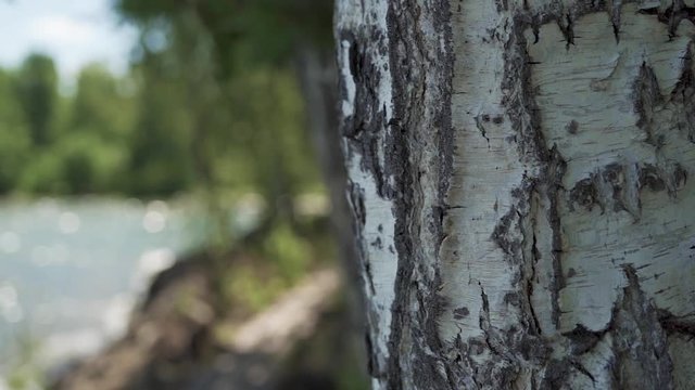 Beautiful birch trees near lake in a summer forest