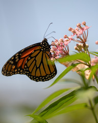 Monarch Resting