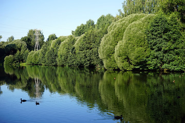 Fototapeta premium Pond in park