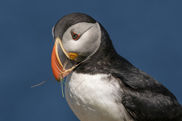 Puffin, Papageientaucher