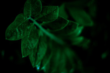 A lovely green natural fresh