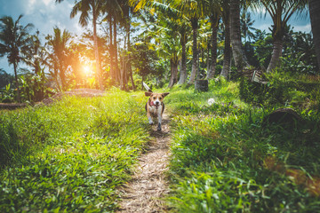 Obraz na płótnie Canvas Beagle dog in nature among rice fields, Bali island.