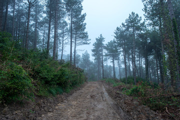 Fototapeta premium I walk through the forest under the mist