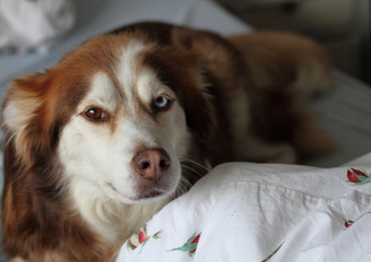Husky kuschelt im Bett