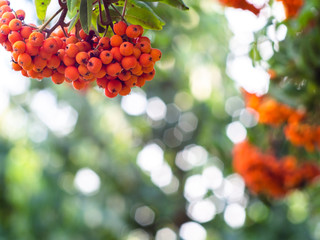 Rowan on a branch. Red rowan. Rowan berries on rowan tree. Sorbus aucuparia.