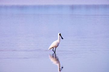 Royal Spoonbill