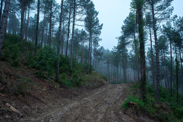 I walk through the forest under the mist