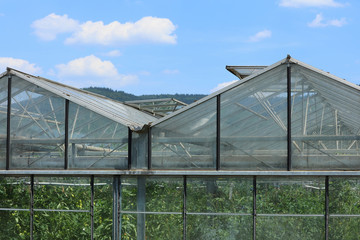 Obraz premium Gewächshaus