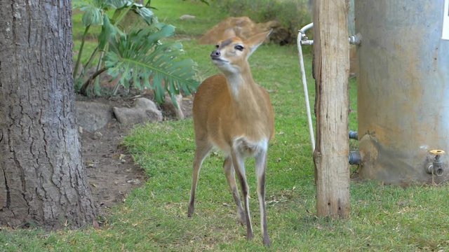 An Antelope-Like Animal, the African Duiker, Raises its Head Up and Begins Sniffing