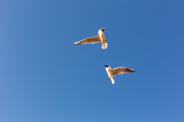 Gulls in sky