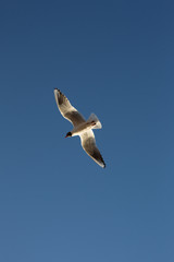Gulls in sky
