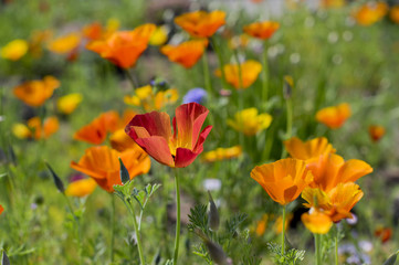 Fototapeta premium Eschscholzia californica cup of gold flowers in bloom, californian field, ornamental wild plants on a meadow