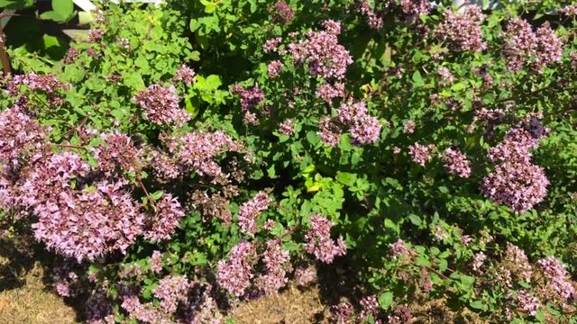 Bumblebees on purple flowers with green leaves SLOW MOTION.