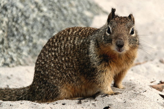 Sciurini Bilder Durchsuchen 1,280 Archivfotos, und