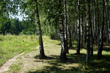 Birch trees