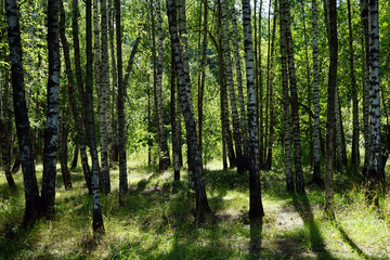 Birch trees