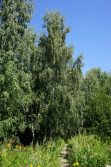 Birch trees
