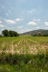 Fototapeta premium Green landscape along the road of santiago de navarra