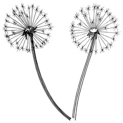 Wildflower dandelion in a vector style isolated. Full name of the plant: dandelion. Vector flower for background, texture, wrapper pattern, frame or border.