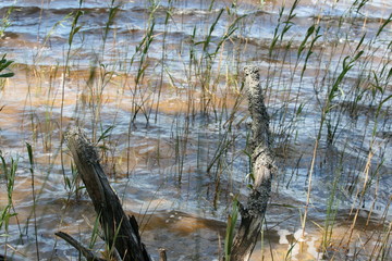 Schilfsee im Baltikum