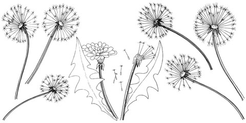 Wildflower dandelion in a vector style isolated. Full name of the plant: dandelion. Vector flower for background, texture, wrapper pattern, frame or border.