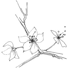 Wildflower sakura bloom flower in a vector style isolated. Full name of the plant:  Sakura bloom. Vector wildflower for background, texture, wrapper pattern, frame or border.