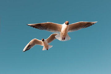 gulls in blue sky