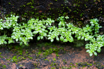 Young plant growth on old brick wall background.