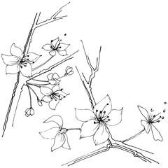 Wildflower sakura bloom flower in a vector style isolated. Full name of the plant:  Sakura bloom. Vector wildflower for background, texture, wrapper pattern, frame or border.