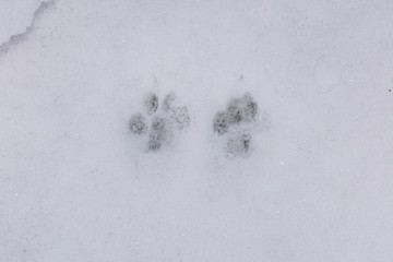 Pawprints in the snow, UK.
