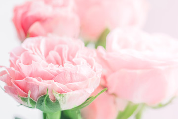 Pink roses macro background. Soft focus. The concept of wedding and Valentines day.