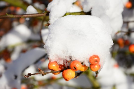 Snow laden crab apple fruit and branches, UK.