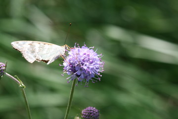 Distelfalter auf Distelblüte 2