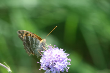 Distelfalter auf Distelblüte 1
