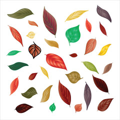 Fototapeta na wymiar Color autumn leaves on white background. Vector illustration