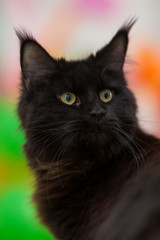 Fototapeta na wymiar black cat maine coon turned to a loud sound