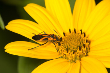 Milkweed bug on yellow petals of tickseed sunflower.